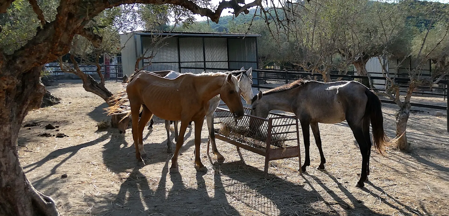 Horses in the paddock at ARCH horse rescue